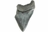 Partial, Fossil Megalodon Tooth #194020-1